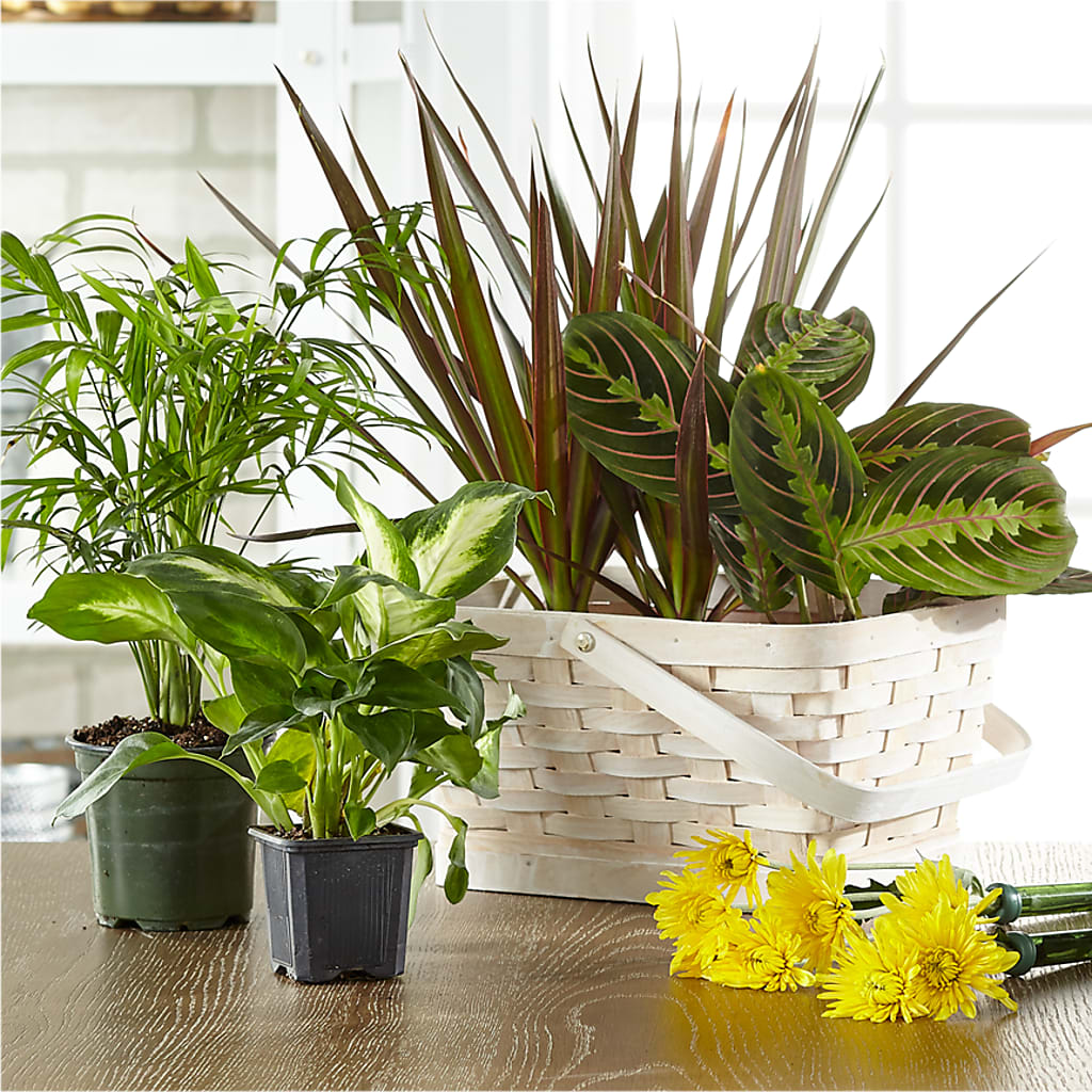 Florist Designed Blooming and Green Plants in a Basket – GOD'S GARDEN FLOWER SHOP, Lancaster CA