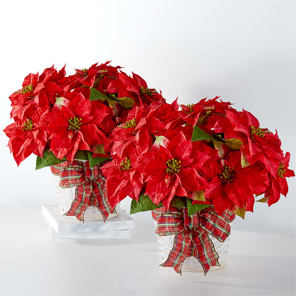 Happiest Holidays Poinsettia Bundle – GOD'S GARDEN FLOWER SHOP, Lancaster CA