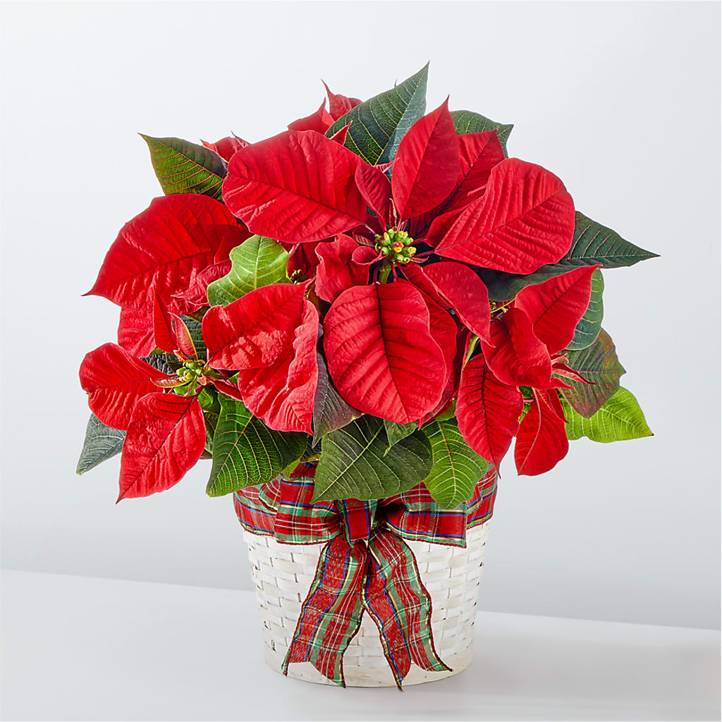 Happiest Holidays Poinsettia – GOD'S GARDEN FLOWER SHOP, Lancaster CA