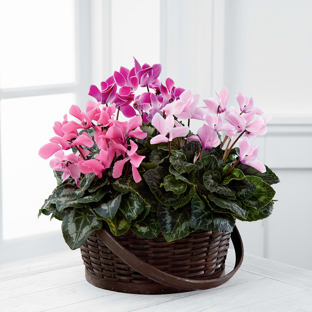 Mixed Cyclamen Planter – GOD'S GARDEN FLOWER SHOP, Lancaster CA