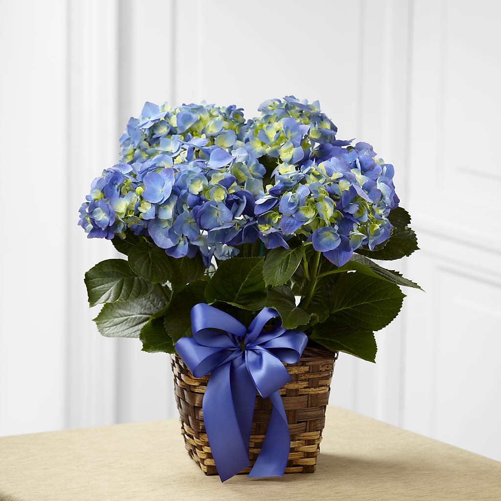 Blue Hydrangea Planter – GOD'S GARDEN FLOWER SHOP, Lancaster CA