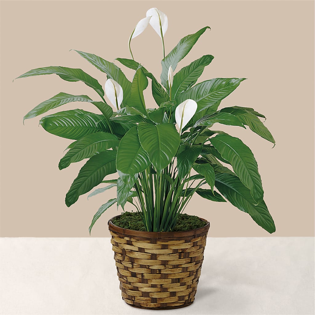 Tranquil Moments Peace Lily Plant – GOD'S GARDEN FLOWER SHOP, Lancaster CA