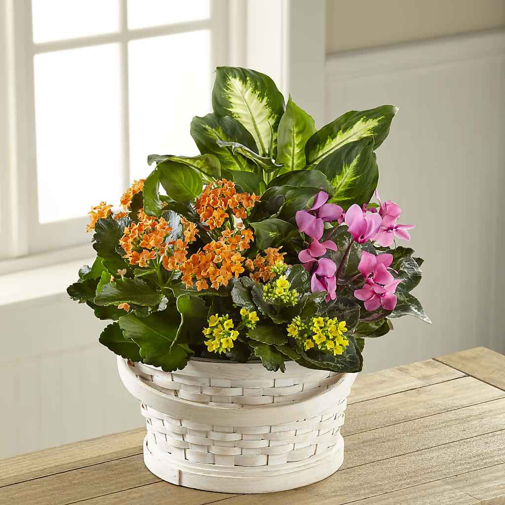 Color Crush Dishgarden – GOD'S GARDEN FLOWER SHOP, Lancaster CA
