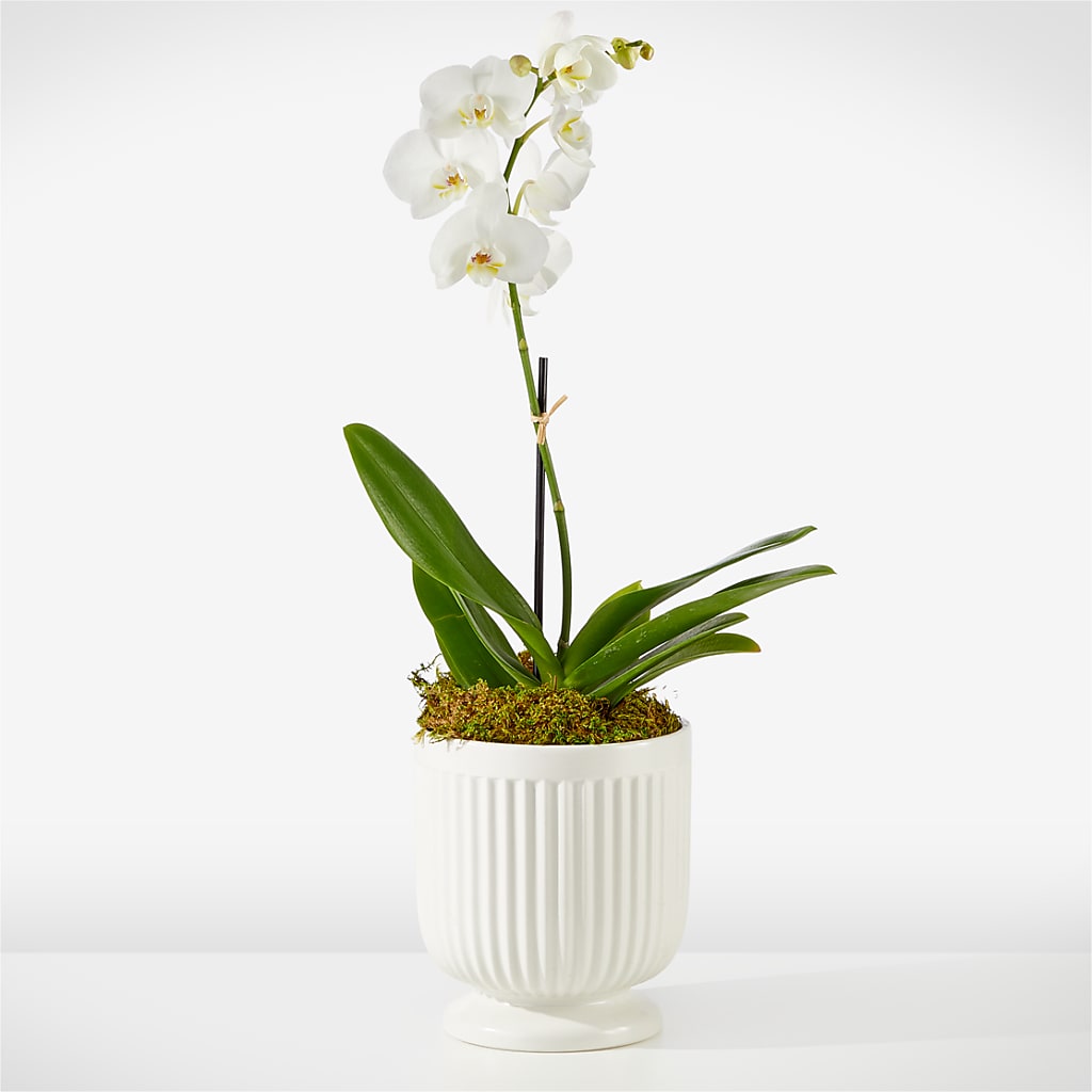 Whispering White Orchid – GOD'S GARDEN FLOWER SHOP, Lancaster CA