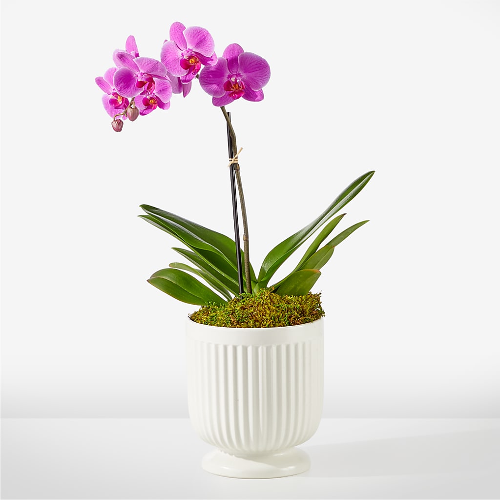 Friendly Fuchsia Orchid – GOD'S GARDEN FLOWER SHOP, Lancaster CA
