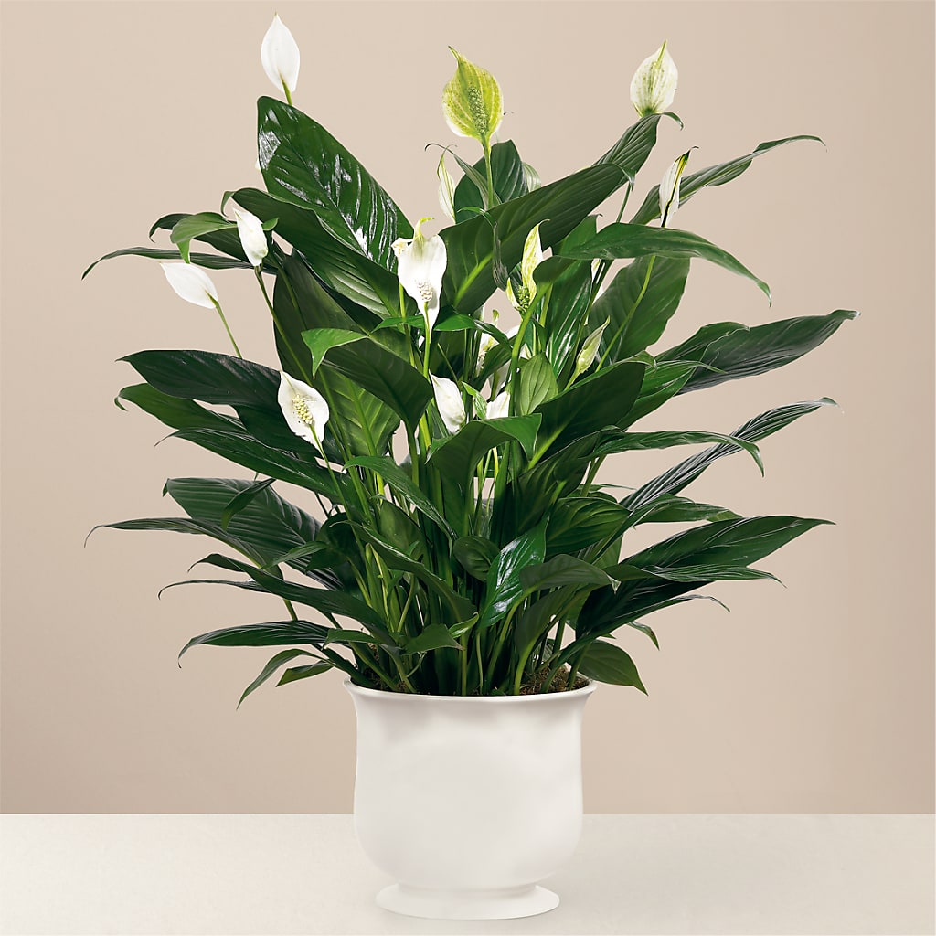 Comfort Planter – GOD'S GARDEN FLOWER SHOP, Lancaster CA