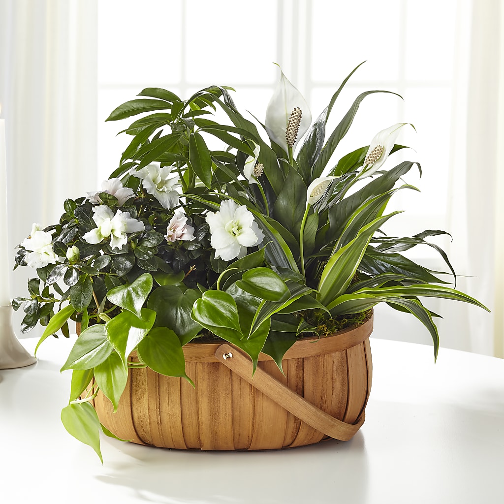 Serene Dishgarden – GOD'S GARDEN FLOWER SHOP, Lancaster CA