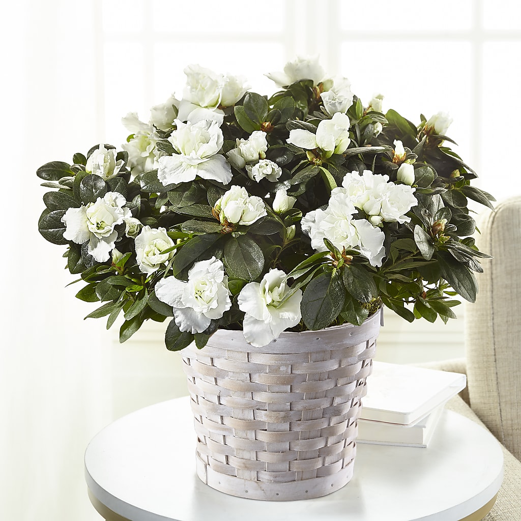 White Azalea Plant – GOD'S GARDEN FLOWER SHOP, Lancaster CA