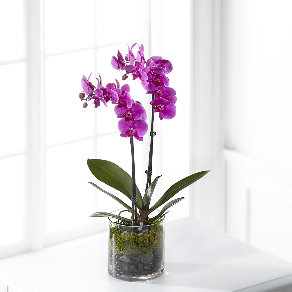 Pink Orchid Plant – GOD'S GARDEN FLOWER SHOP, Lancaster CA