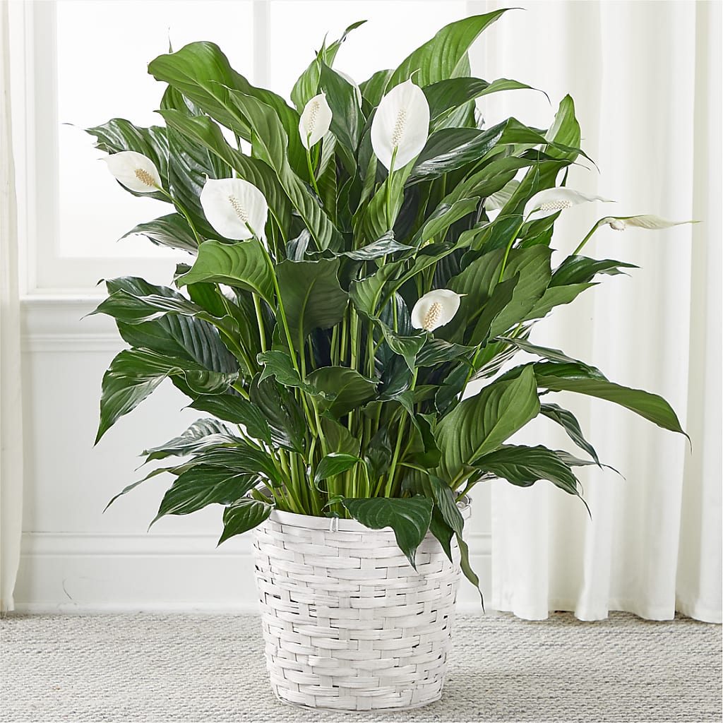 A New Leaf Peace Lily – GOD'S GARDEN FLOWER SHOP, Lancaster CA