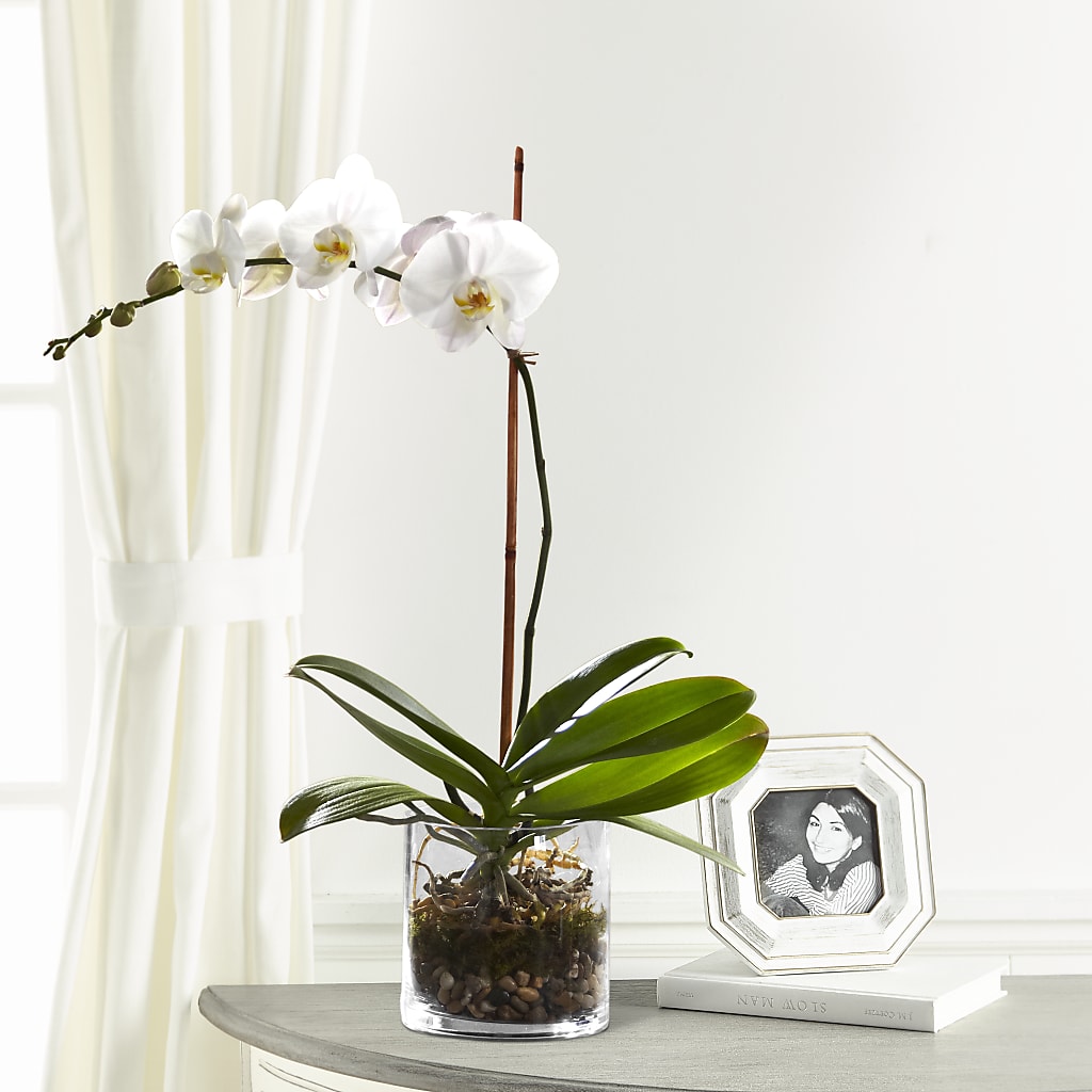White Orchid Planter – GOD'S GARDEN FLOWER SHOP, Lancaster CA