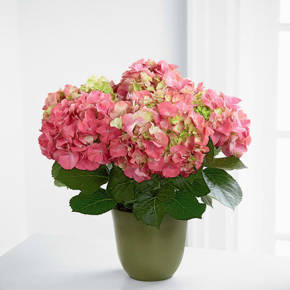 Pink Hydrangea Planter – GOD'S GARDEN FLOWER SHOP, Lancaster CA