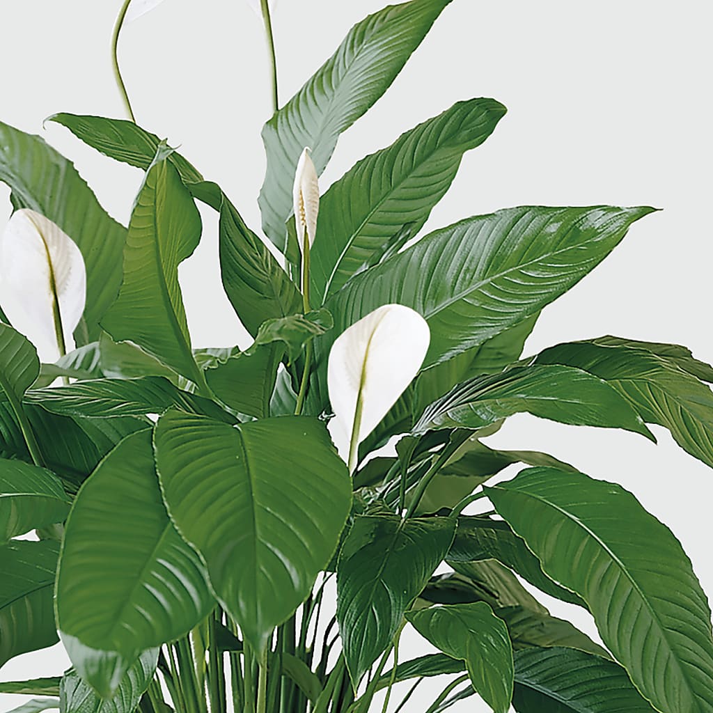Tranquil Moments Peace Lily Plant – GOD'S GARDEN FLOWER SHOP, Lancaster CA