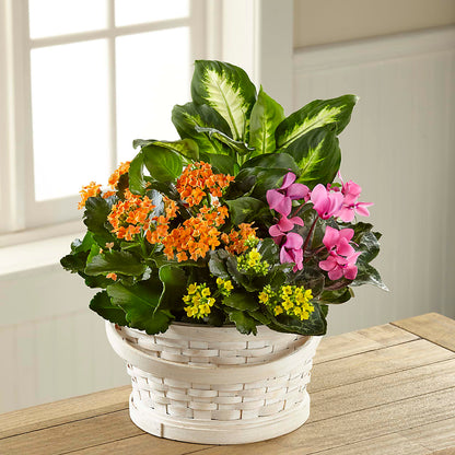 Color Crush Dishgarden – GOD'S GARDEN FLOWER SHOP, Lancaster CA