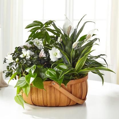 Serene Dishgarden – GOD'S GARDEN FLOWER SHOP, Lancaster CA