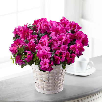 Hope & Serenity Azalea Plant – GOD'S GARDEN FLOWER SHOP, Lancaster CA