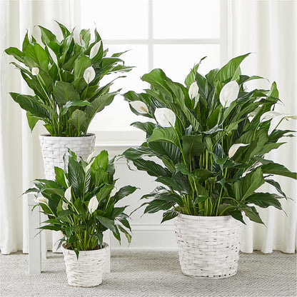 A New Leaf Peace Lily – GOD'S GARDEN FLOWER SHOP, Lancaster CA