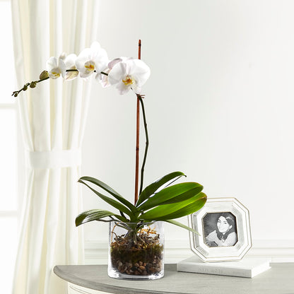 White Orchid Planter – GOD'S GARDEN FLOWER SHOP, Lancaster CA